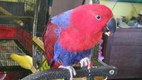 Lost Eclectus