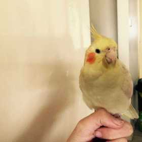 Lost Cockatiel