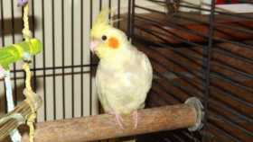 Lost Cockatiel