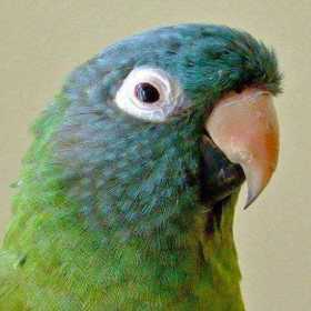 Lost Conure