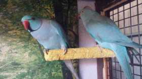 Lost Indian Ringneck Parakeet