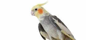 Lost Cockatiel