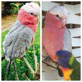 Lost Galah Cockatoo