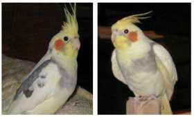 Lost Cockatiel