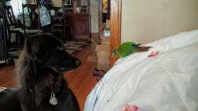 Lost Conure