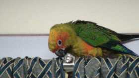 Lost Conure