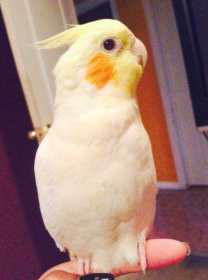 Lost Cockatiel