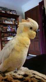 Lost Cockatoo