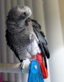 Lost African Grey