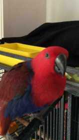 Lost Eclectus