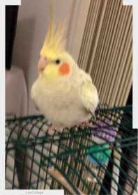 Lost Cockatiel