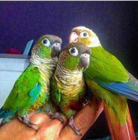 Lost Conure