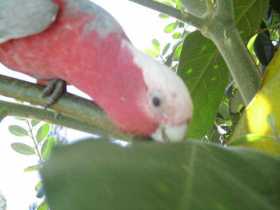 Lost Galah Cockatoo