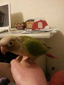 Lost Conure