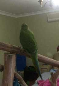 Lost Indian Ringneck Parakeet