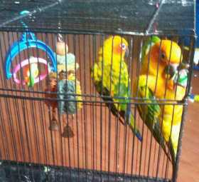 Lost Conure