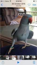 Lost Indian Ringneck Parakeet