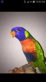 Lost Lory / Lorikeet