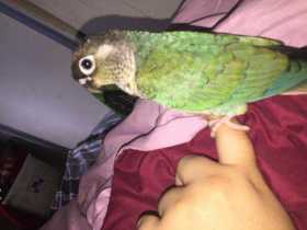 Lost Conure