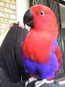 Lost Eclectus