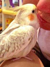 Lost Cockatiel