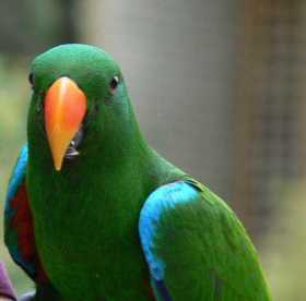 Lost Eclectus