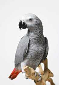 Lost African Grey