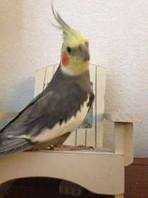 Lost Cockatiel