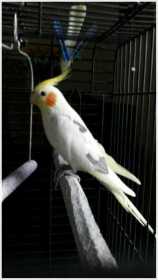 Lost Cockatiel