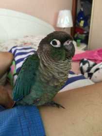 Lost Conure