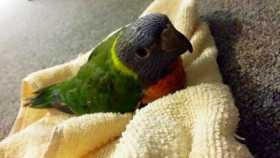 Lost Lory / Lorikeet