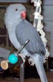 Lost Indian Ringneck Parakeet