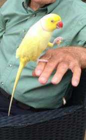 Lost Indian Ringneck Parakeet