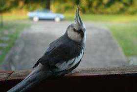 Lost Cockatiel