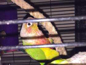 Lost Conure