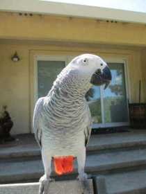 Lost African Grey