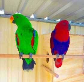 Lost Eclectus