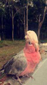 Lost Galah Cockatoo