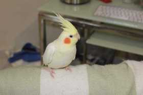 Lost Cockatiel