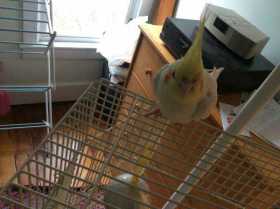 Lost Cockatiel