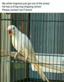 Lost Indian Ringneck Parakeet