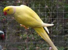 Lost Indian Ringneck Parakeet