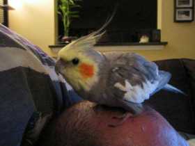 Lost Cockatiel