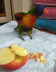 Lost Lory / Lorikeet