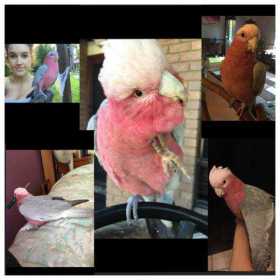 Lost Galah Cockatoo