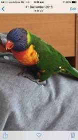 Lost Lory / Lorikeet