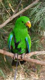 Lost Eclectus