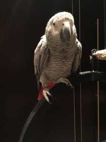 Lost African Grey