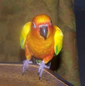 Lost Conure