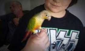 Lost Conure